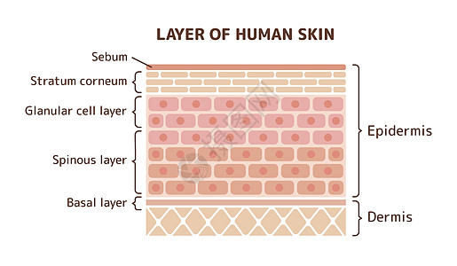 它制作图案的人类皮肤层学校信息护理皮肤科图层药品身体横截面科学图表图片