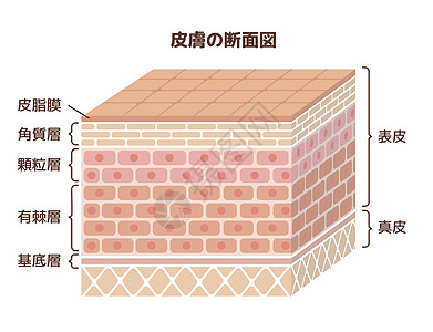 它制作图案的人类皮肤层绘画保健组织身体器官信息表皮卫生治疗皮肤科图片