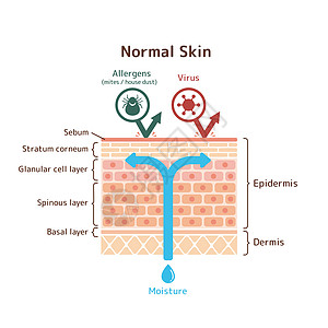 正常皮肤矢量图的剖面图保健医生皮炎身体表皮插图病人疾病细胞过敏图片