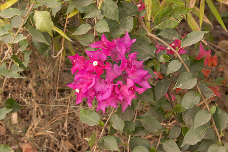 布干维尔的粉红色花朵春天在树上开花图片
