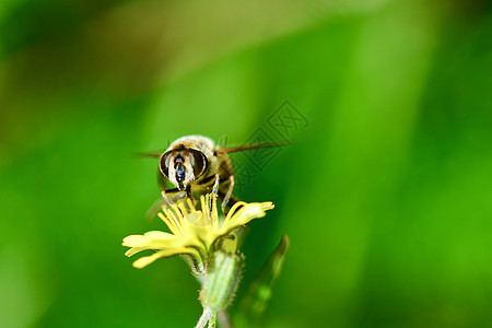 虫 也叫花苍蝇或水藻苍蝇 组成昆虫家族Syrphidae翅膀蜜蜂植物群宏观野生动物花园动物条纹动物群橙子图片