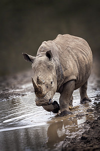 犀牛动物肖像河马哺乳动物灰色野生动物力量荒野溪流动物园对抗侵略图片