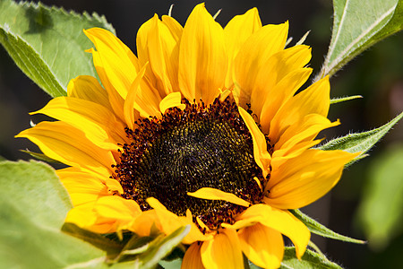 花瓣边框向日葵(Helianthus) 一朵大黄花背景