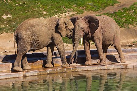 年轻大象在水洞附近玩耍哺乳动物树干公园象牙婴儿动物园耳朵大草原环境动物群图片