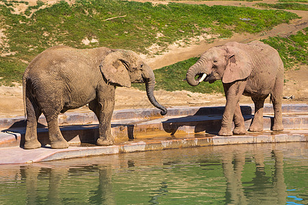 年轻大象在水洞附近玩耍动物群荒野环境耳朵动物园水坑婴儿濒危树干野生动物图片
