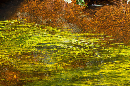 河流藻类在运河中流淌图片