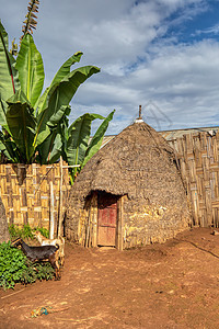 埃塞俄比亚多尔泽村大象形小屋树叶茅草活动建筑大面竹子木头建筑学沉降套路图片