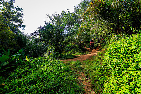 清晨的热带森林薄雾绿色植物旅行旅游木头树干棕榈环境丛林情调图片