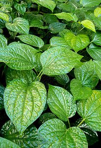 草本植物背景的叶子植物群花园环境食物植物吹笛者蔬菜生态图片