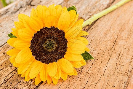 黄花背景 一个美丽的向日葵 在生锈的木头上图片