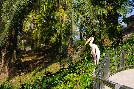 栅栏上的奶的肖像情调荒野自由账单鸟舍生态热带翅膀动物园鸟类图片