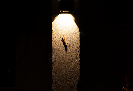 墙上的灯壁虎坐在灯笼照亮的墙上情调热带尾巴动物捕食者野生动物生物爬行动物爬虫宠物背景