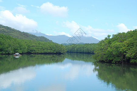 Bacungan红树林清水河自然风景 带过敏绿色蓝色红树叶子树叶风景图片