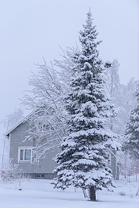 大树上布满了大雪和恶劣的寒风场景天空树木蓝色冻结场地森林美丽风景孤独图片