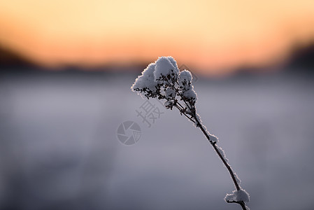 花朵覆盖了冬天的大雪和日落时间橙子天空太阳紫色松树天气木头环境公园线索图片