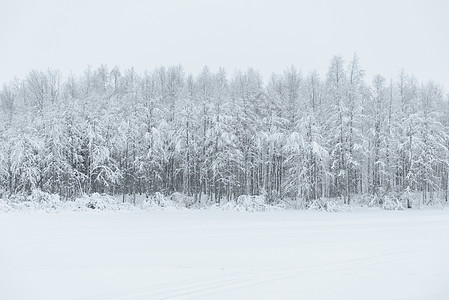 冰湖和森林覆盖着大雪和恶劣的湿度松树环境木头线索季节降雪紫色天气天空国家背景图片