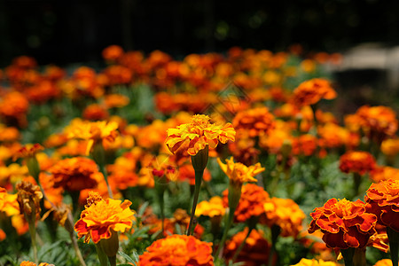 橙 黄黄色和金色Tagetes竖立花叶子草本植物场地花瓣金子植物群植物园艺季节生长背景图片