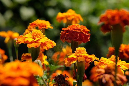 橙 黄黄色和金色Tagetes竖立花花瓣园艺生长植物群花园草本植物场地花粉植物学橙子背景图片