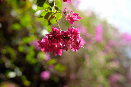 挂着红色粉红花花卉纸花壁纸花期紫色花瓣热带叶子园艺植物学图片