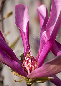 图利普木兰 马尼洛拉园艺植物灌木植被衬套花园紫色生长花坛玉兰图片