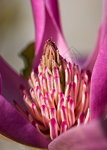 图利普木兰 马尼洛拉公园植物花园生长灌木紫色衬套园艺花瓣季节图片