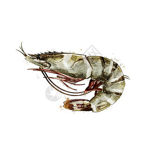 虎虾 水彩色的孤立插图 甲壳类图片