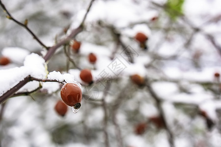 玫瑰臀红果白色植物磨砂浆果水平季节食物红色药品水果图片