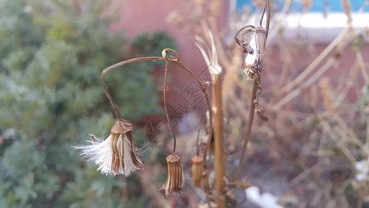 花朵选择性选花 以模糊的绿色背景为重点图片