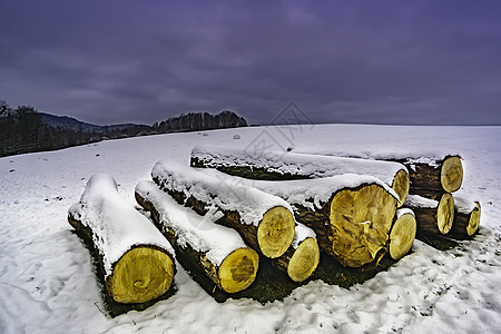 冬天砍伐的树木数森林树干日志材料木头公园生态活力季节国家图片