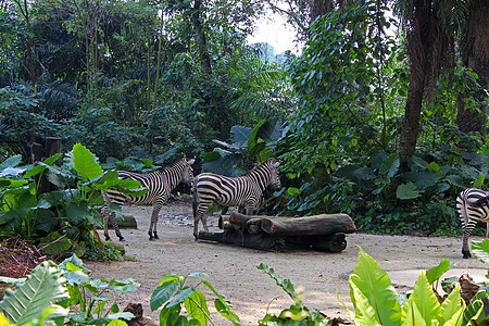 新加坡野生动物园新加坡曼代湖新加坡动物园斑马背景