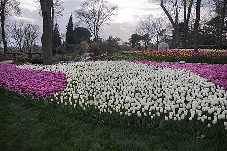 美丽的郁金香花束场地公园园艺生长栽培花园植物群收成背景植物图片