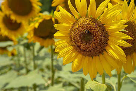在夏日与明亮蓝天相伴的 美丽向日葵闪光场种子植物花粉种植园国家花瓣天空阳光晴天风景图片