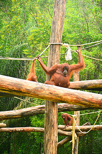 Lok Kawi野生动物公园的奥兰古塔猴子野生动物濒危公园荒野栖息地棕色动物园哺乳动物生活毛皮图片
