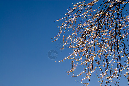 明亮的冰冻树枝在晴天上图片