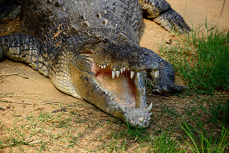 美洲短吻鳄有时通俗地称为 agator 或是美国东南部特有的大型鳄鱼爬行动物皮肤公园两栖生物捕食者危险热带荒野野生动物动物园图片