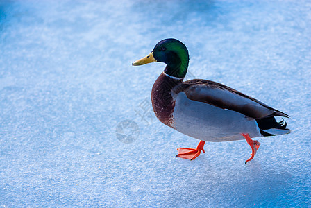 在冰上行走的公野鸭图片