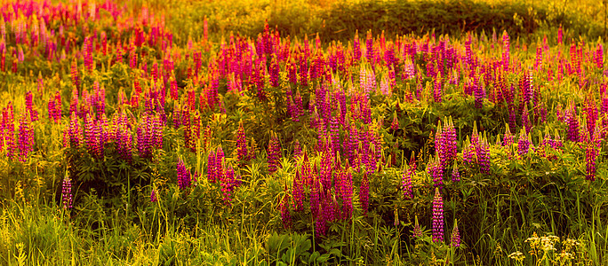 日落或黎明时 紫色润滑剂出现在田野上花瓣野花阳光荒野生长团体植物群花田叶子草地图片