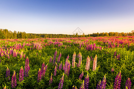 日出或日落在一片有紫色润滑剂的田地上 在明亮的夏日与清晰的无云天空和树丛背景中风景射线阳光生长草原野生动物金子气候地平线荒野图片