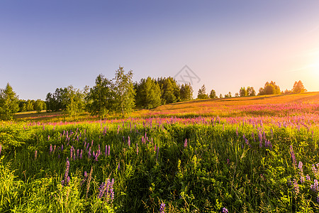 日落或黎明的田地上 有紫色润滑剂 野康乃馨夏花生长风景太阳光全景射线野花太阳桦木气候图片