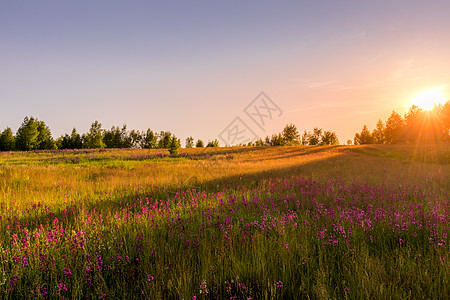 日落或黎明的田地上 有紫色润滑剂 野康乃馨气候野生动物阳光金子山坡野花生长爬坡荒野射线图片