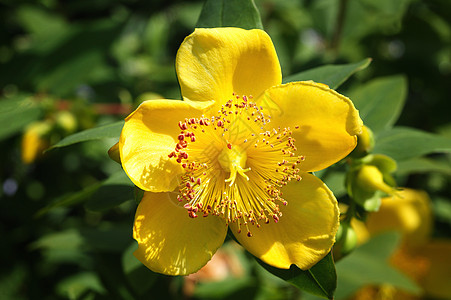 通常称为圣约翰的沃特(St John's Wort)图片