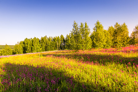 紫色山坡爬坡道郁郁葱葱高清图片