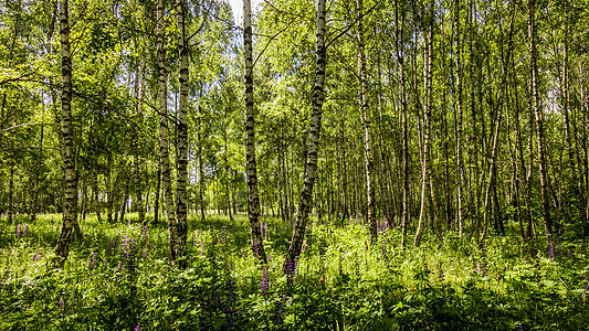 夏天天 在树干中间的一棵小树丛里 有紫色润滑剂日光木头生长野生动物植物叶子树枝桦木森林风景图片
