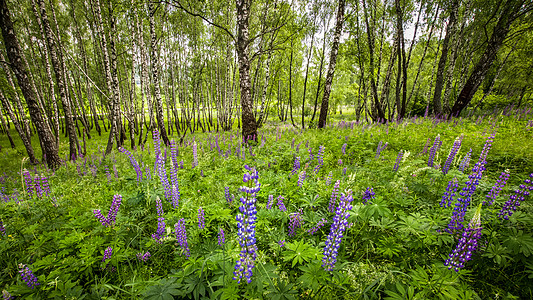夏天天 在树干中间的一棵小树丛里 有紫色润滑剂风景树枝野生动物野花桦木木头荒野植物树林叶子图片
