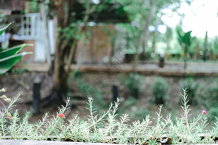 在阳台阳台上装饰花盆的植物叶房子叶子绿色植物群花园树叶装潢图片