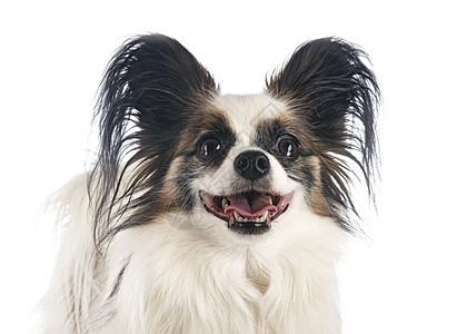 演播室里的帕皮隆狗耳朵长发三色工作室动物宠物图片