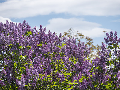 春时花丛树顶上有紫罗兰花花 闪亮的Syringa粗俗 用白云 阳光灿烂的白天背景对蓝天空常见的硅木植物图片