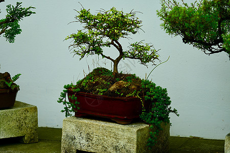 盆景树 这是一种日本艺术形式 使用栽培技术在容器中生产模仿全尺寸树木形状和规模的小树树干环境叶子花园矮人爱好松树生长园艺文化图片