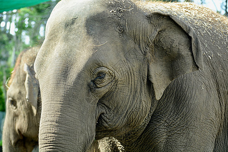 亚洲大象的近切肖像显示该动物皮肤的纹理旅行公园丛林濒危眼睛荒野哺乳动物力量耳朵树干图片