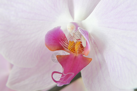 兰花花粉色温泉紫色花朵宏观花园白色植物学植物花瓣图片